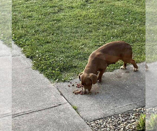 Medium Photo #3 Doxle Puppy For Sale in Aurora, IN, USA