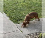 Small #2 Doxle