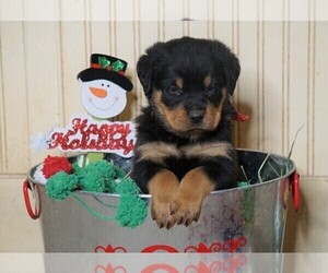 Rottweiler Puppy for sale in FREDERICKSBG, OH, USA