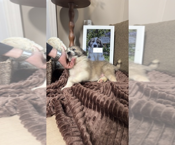 Medium Photo #73 Aussie Pyrenees Puppy For Sale in LEXINGTON, SC, USA
