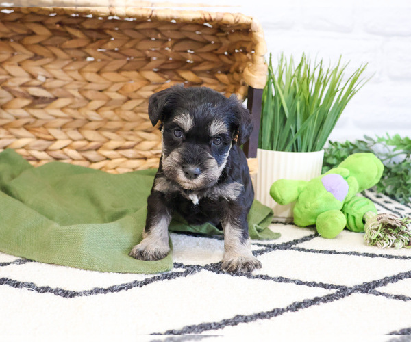 Medium Photo #5 Schnauzer (Miniature) Puppy For Sale in SYRACUSE, IN, USA
