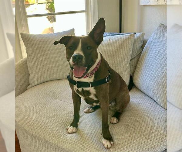 Medium Photo #4 Mutt Puppy For Sale in Alameda, CA, USA