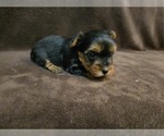Small #2 Yorkshire Terrier