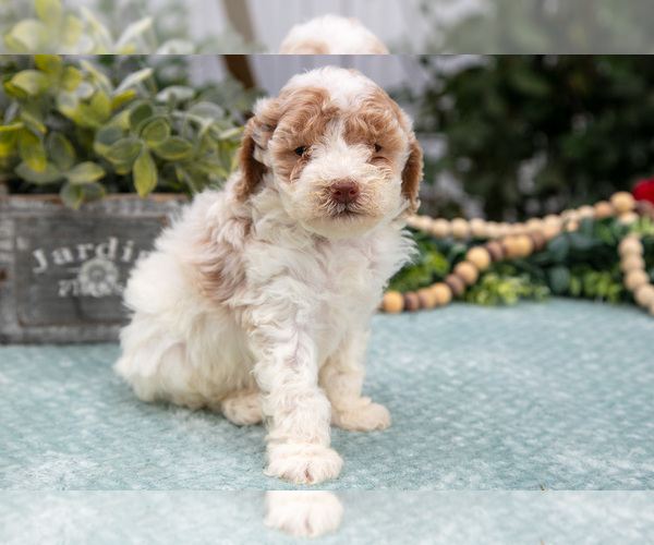 Medium Photo #1 Poodle (Miniature) Puppy For Sale in FARWELL, MI, USA