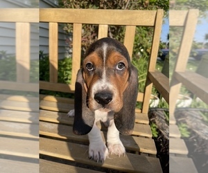 Basset Hound Puppy for sale in HACIENDA HEIGHTS, CA, USA
