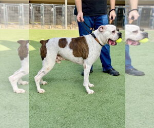 Colter - Male Boxer Dog for Adoption - Photo #2