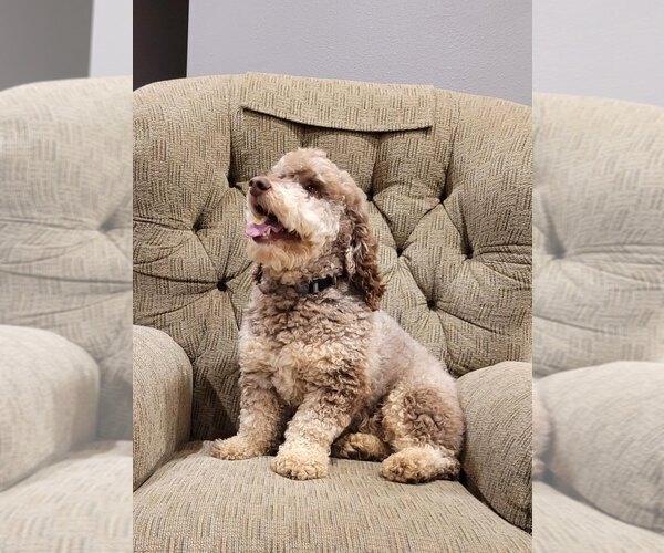 Medium Photo #1 Cockapoo-Poodle (Miniature) Mix Puppy For Sale in SALEM, MO, USA