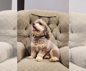Father of the Cockapoo-Poodle (Miniature) Mix puppies born on 03/13/2025