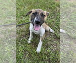 Small #1 Bulldog Mix