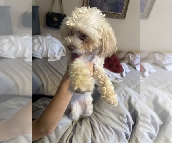 Medium Photo #1 Maltipoo Puppy For Sale in RUSSELLVILLE, AL, USA