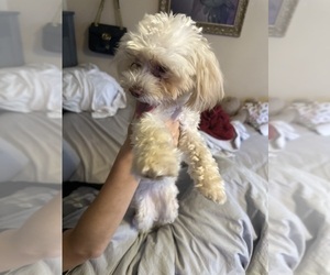 Maltipoo Puppy for Sale in RUSSELLVILLE, Alabama USA