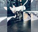 Small Photo #10 French Bulldog Puppy For Sale in BURBANK, CA, USA