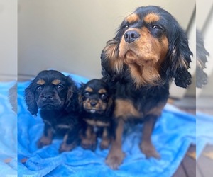 View Ad Cavalier King Charles Spaniel Cockalier Mix Litter Of Puppies For Sale Near California N Highlands Usa Adn 228865