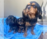 Small Photo #1 Cavalier King Charles Spaniel-Cockalier Mix Puppy For Sale in N HIGHLANDS, CA, USA