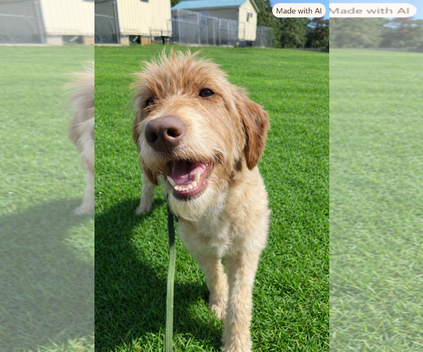 Medium Photo #2 Poodle (Standard)-Unknown Mix Puppy For Sale in Pacolet, SC, USA