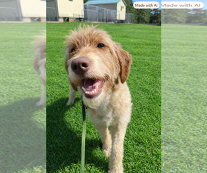 Natasha Sep 26 - Female Poodle (Standard)-Unknown Mix Dog for Adoption - Photo #2