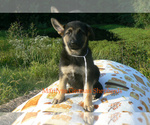Small Photo #3 German Shepherd Dog Puppy For Sale in PIEDMONT, MO, USA