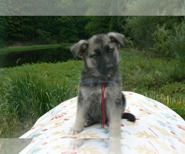 Medium Photo #10 German Shepherd Dog Puppy For Sale in PIEDMONT, MO, USA