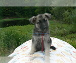 Small #9 German Shepherd Dog