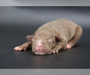 American Bully Puppy for sale in CHAMPAIGN, IL, USA