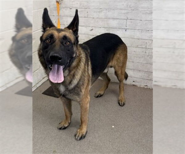 Medium Photo #1 German Shepherd Dog Puppy For Sale in San Bernardino, CA, USA