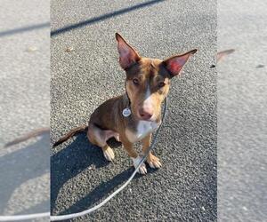 German Shepherd Dog-Unknown Mix Dogs for adoption in Forestville, MD, USA