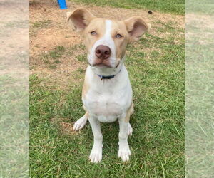 American Pit Bull Terrier-Unknown Mix Dogs for adoption in Bryant, AR, USA