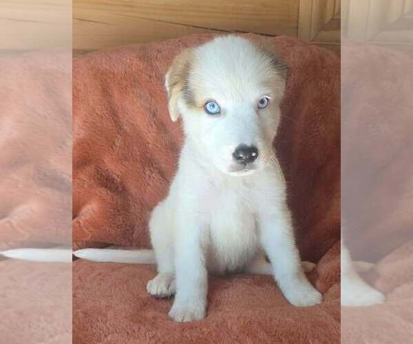 Medium Photo #3 Great Pyrenees-Unknown Mix Puppy For Sale in Brewster, NY, USA