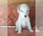Small #2 Great Pyrenees Mix
