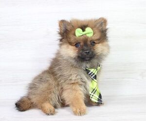 Pomeranian Puppy for Sale in LAS VEGAS, Nevada USA