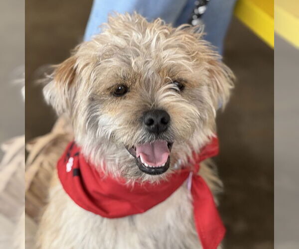 Medium Photo #4 Mutt Puppy For Sale in Fort Worth, TX, USA