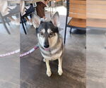 Small #3 Siberian Husky Mix