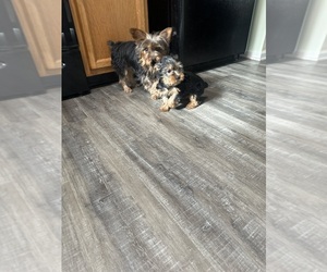 Yorkshire Terrier Puppy for sale in INDIANAPOLIS, IN, USA
