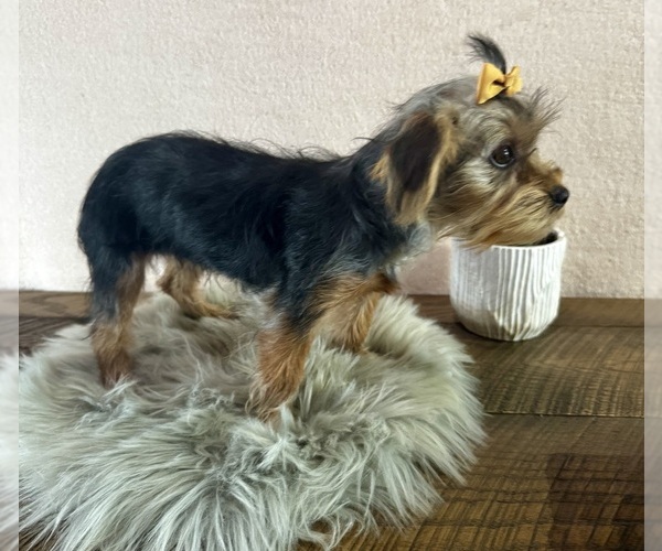Medium Photo #5 Yorkshire Terrier Puppy For Sale in NAPPANEE, IN, USA