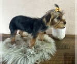 Small #4 Yorkshire Terrier
