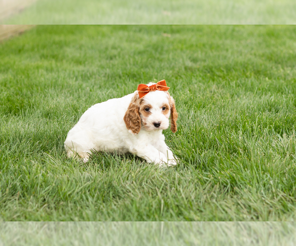 Medium Photo #3 Cockapoo (Miniature) Puppy For Sale in NAPPANEE, IN, USA