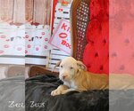 Small Photo #8 Mutt Puppy For Sale in Wakefield, RI, USA