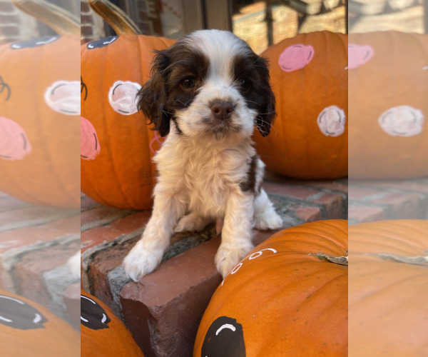 Medium Photo #1 Cocker Spaniel Puppy For Sale in MONTICELLO, FL, USA