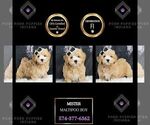Puppy Mister F1 Maltipoo