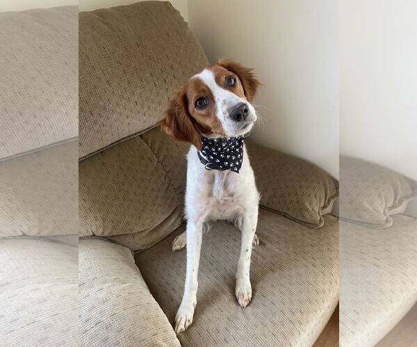 Medium Photo #1 - Mix Puppy For Sale in Curwensville, PA, USA