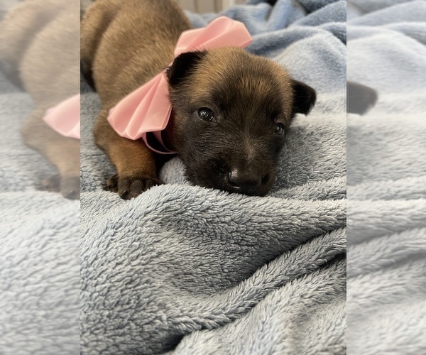 Medium Photo #170 Belgian Malinois Puppy For Sale in REESEVILLE, WI, USA
