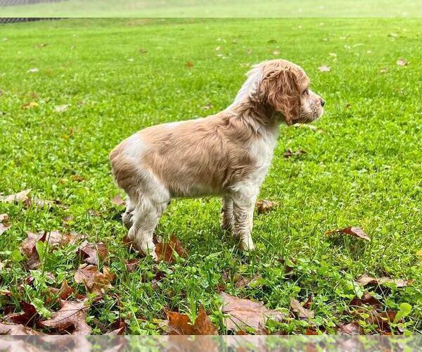 Medium Photo #5 Brittany Puppy For Sale in BERKSHIRE, NY, USA