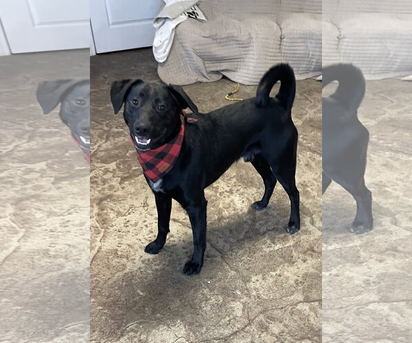 Medium Photo #2 Labrador Retriever-Unknown Mix Puppy For Sale in Chester, NJ, USA