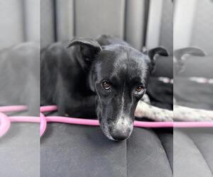 Border Kelpie Dogs for adoption in Incline Village, NV, USA