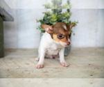 Small Photo #6 Fox Terrier (Toy) Puppy For Sale in SUGARCREEK, OH, USA