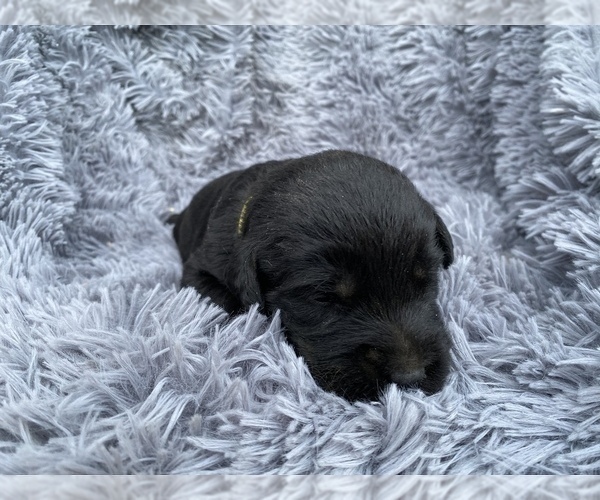 Medium Photo #2 Labradoodle Puppy For Sale in MADERA, CA, USA