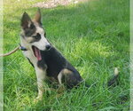 Small #1 Siberian Husky Mix