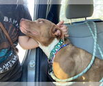 Small #2 American Pit Bull Terrier Mix