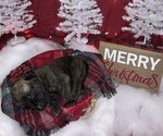 Small Photo #9 Mastiff Puppy For Sale in TITUSVILLE, FL, USA