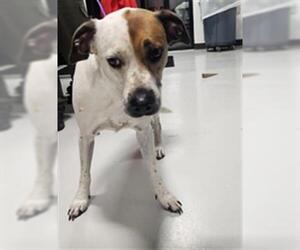 Pointer-Unknown Mix Dogs for adoption in Temple, TX, USA